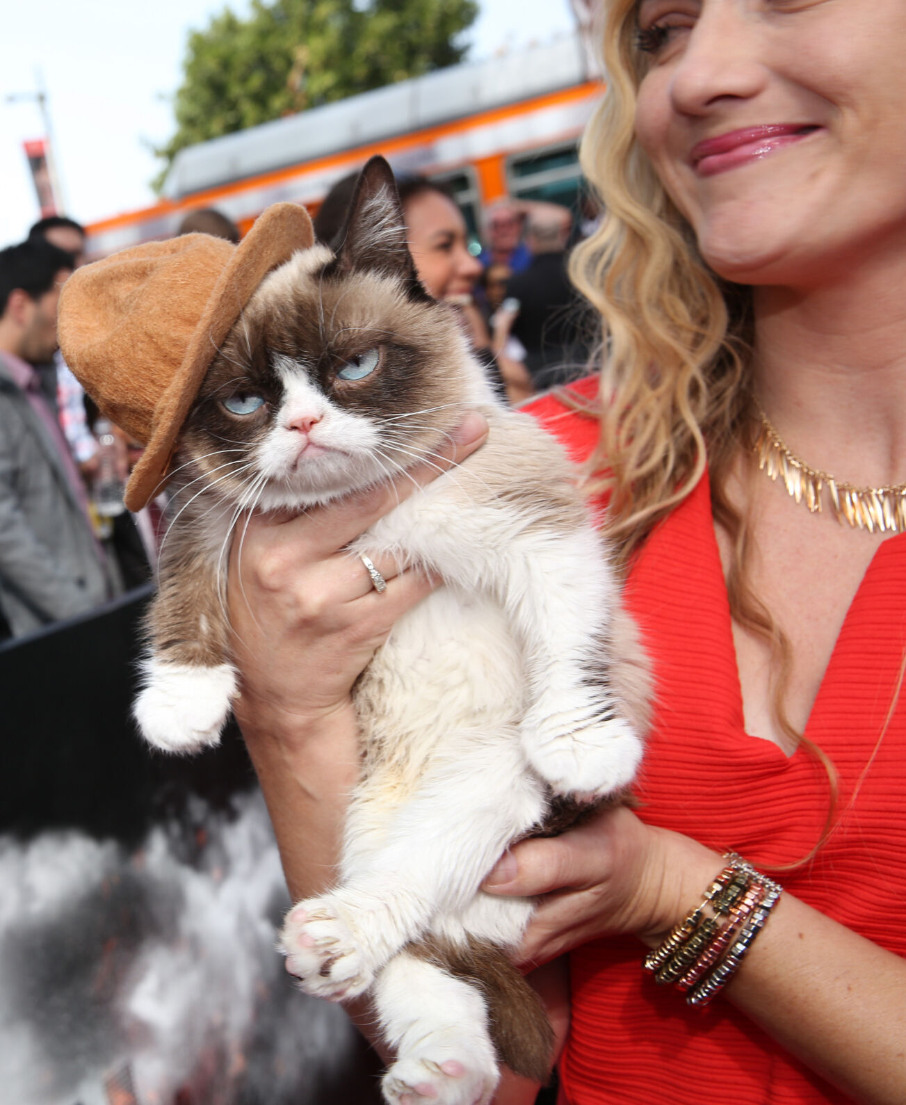 Grumpy Cat
